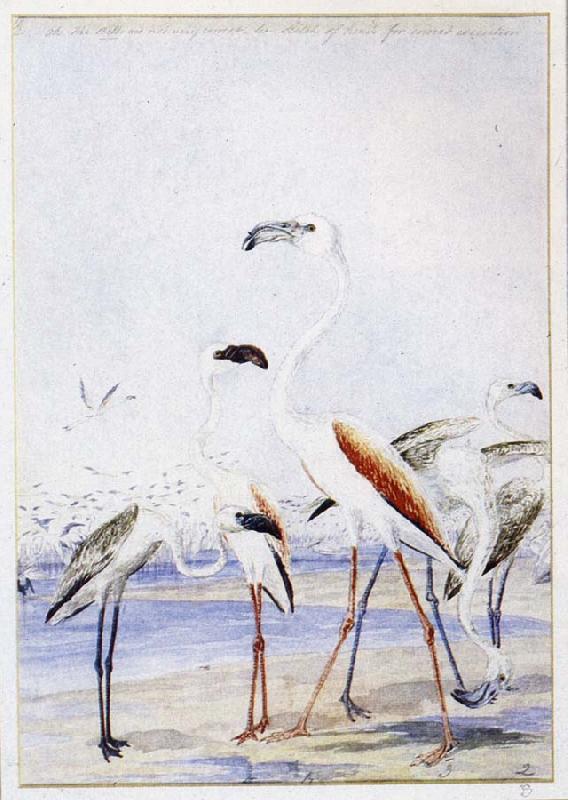  flamingos vid v alfiskbukten i sydvastafrika en av baines manga illustrationer till anderssons stora fagelbok